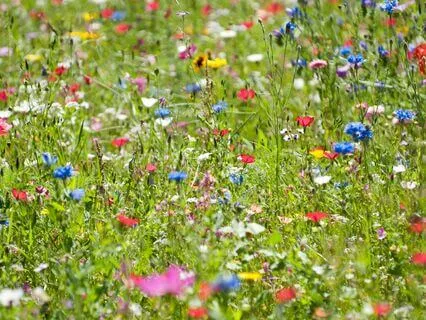 Story Paws: A Mystical World: Toxics 31