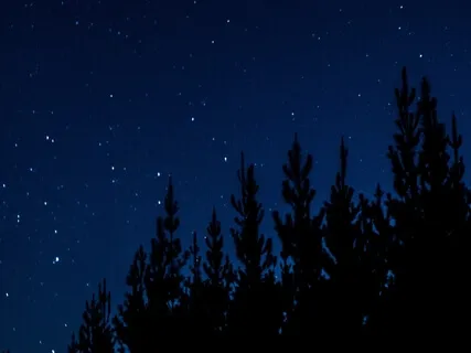 Story Paws: Bedtime Stories: The Seedplant