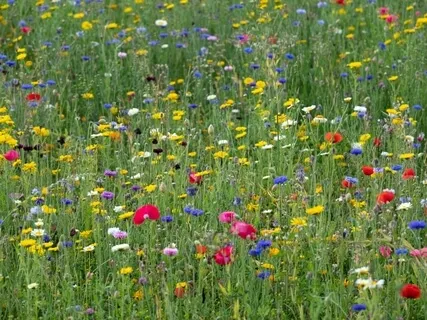 StoryPaws: A Mystical Old World Story: The Toxics 2