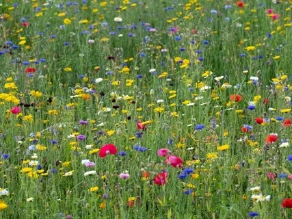 StoryPaws: A Mystical Old World Story: The Toxics 3