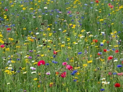 StoryPaws: A Mystical Old World Story: The Toxics (5)