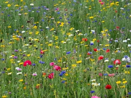 StoryPaws: A Mystical Old World Story: The Toxics (7)