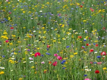 StoryPaws: A Mystical Old World Story: The Toxics