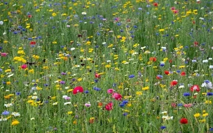 StoryPaws: A Mystical Old World Story: Toxics (10)