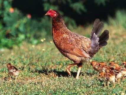 Storytelling: The Hen's Safari