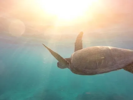 StoryWinds: Authenticity