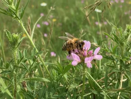Strategic Clarity When Lost In Weeds