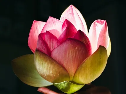 Stratusphere - When The Lotus Blossoms