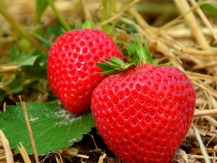 Strawberries