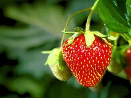Strawberry Full Moon Meditation | June 2024