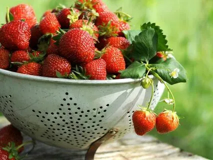 Strawberry Full Moon (No Music)