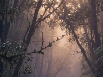 Stream and Birds for Peaceful Morning