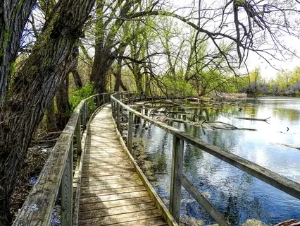 Stream Flowing Under Boardwalk  
