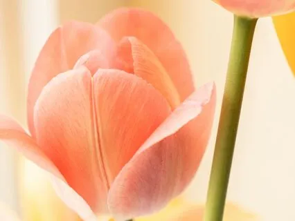 Strength For Today (W/ Singalong Switch)