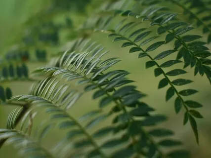 Strengthen Your Immune System