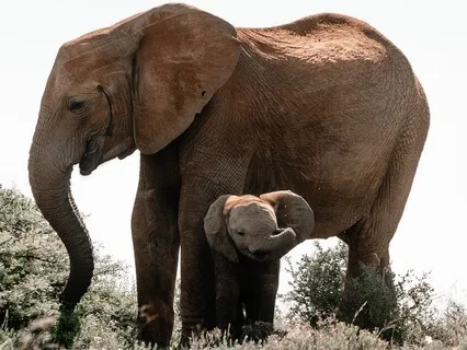 Strengthening Our Protector & The Wisdom Of Vulnerability