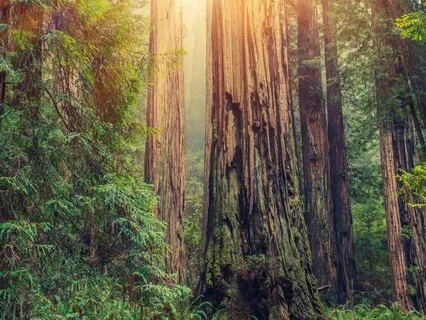 Strengthening The Root Chakra: A Tree Meditation