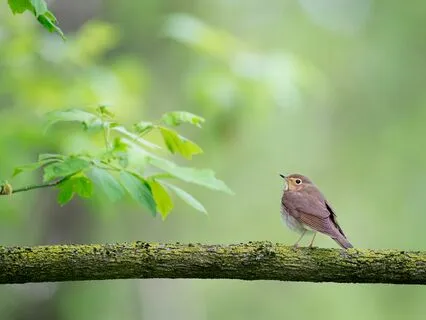 Strengths Of The Highly Sensitive Person (HSP)