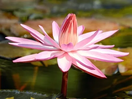 Stress And Anxiety: Transform Yourself