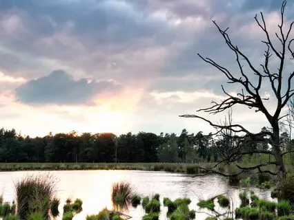 Stress Detox: Relax And Unwind