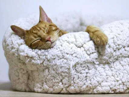 Stress Management Sleep Meditation