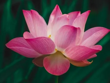 Stress Melt: Drift Into Relaxation