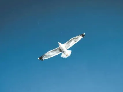 Stress Reduction - Soar With Me (Slowpaced)