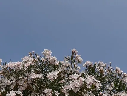 Stress Release: Calm Your Nervous System