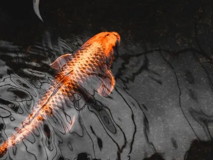 Stress Release In 5 Minutes