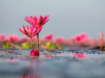 Stress Release Meditation