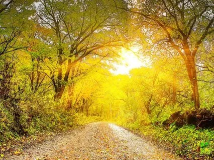 Stress Relief And Mental Clarity Relaxing Music With (9Hz)