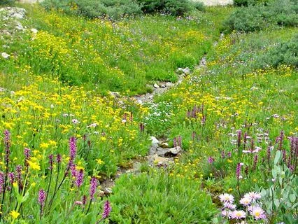 Stress Relief In The Meadow