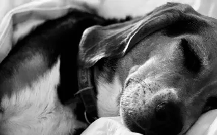 Stress Relief Sleep Meditation