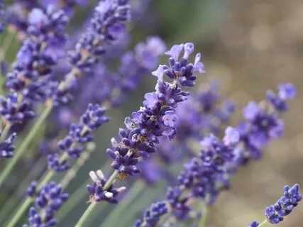 Stress Relief (S.O.S.)