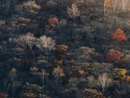 Stress Relief - Tranquil Music