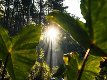 Stress Soother: Gentle Healing Music