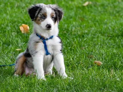 Stroking A Dog's Ears: Visualisation For Relaxation And Joy