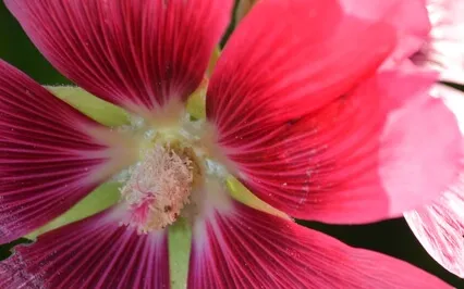 Strong Back, Open Front, Wild Heart