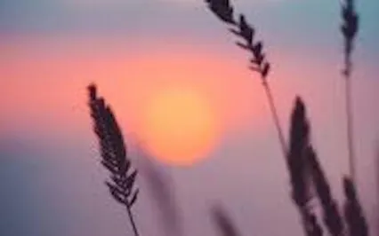 Strong Back, Soft Heart