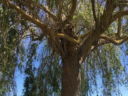 Strong Like A Tree, No Matter The Weather