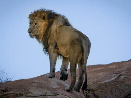 Strong Lions Gate 88 Activation: Manifest Your Dreams