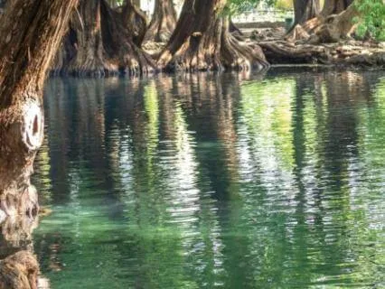 Strong Winds, Strong Trees: A Meditation On Psalm 1