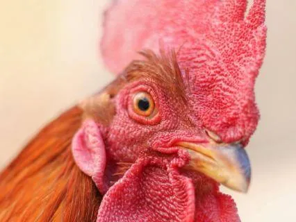 Stuck In Anxiety? Dare To Contemplate A Chicken