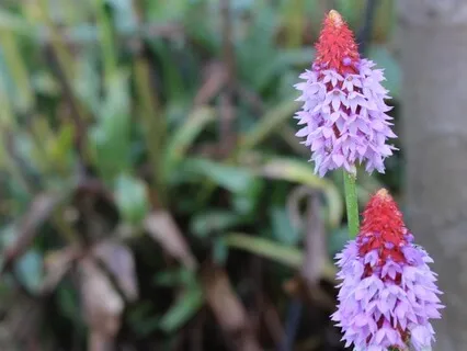 Student Teacher Prayer