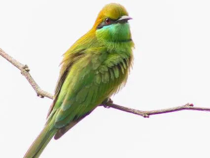 Study Music Study Music Birds Chill