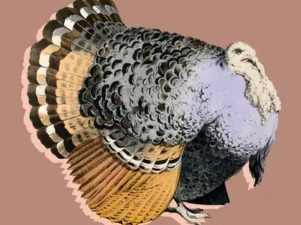 Stuffing Is For Turkeys