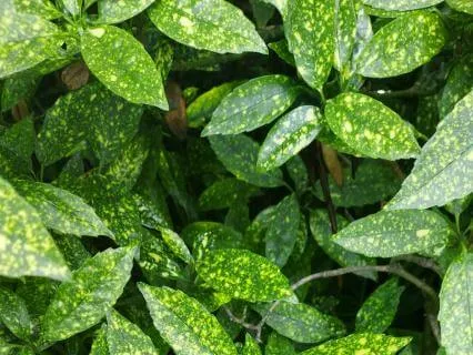 Styrax - Music For Relaxation & Stress Relief