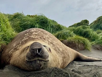 Sub-Antarctic Seal Colony Ambience for Calm Focus