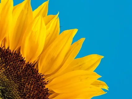 Subliminal Affirmations | All Is Well In My World