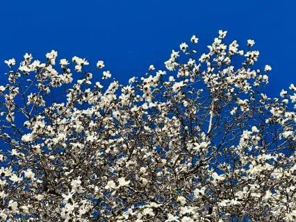 Subliminal Affirmations For Abundance